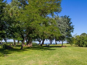 Plant, Sky, Natural Landscape, Tree, Grass, Bank, Grassland, Shade, Landscape, Trunk