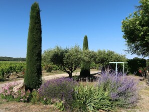 Plant, Sky, Plant Community, Flower, Natural Landscape, Tree, Land Lot, Vegetation, Grass, Shrub