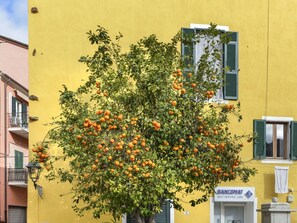 Bâtiment, Fenêtre, Jour, Ciel, Fleur, Branche, Orange, Jaune, Plante, Arbre