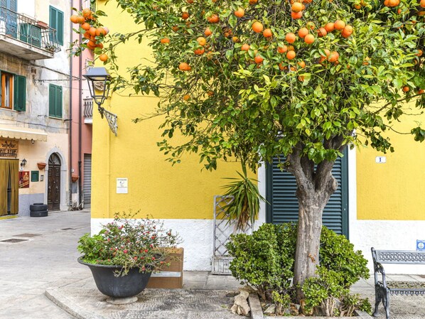 Plante, Fleur, Propriété, Bâtiment, Jaune, Pot De Fleur, Quartier, Mur, Espace Public, Suppression Des Plantes Ligneuses
