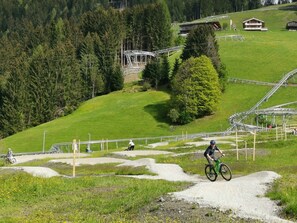 Fahrrad, Rad, Pflanze, Fahrzeug, Fahrrad-Rad, Baum