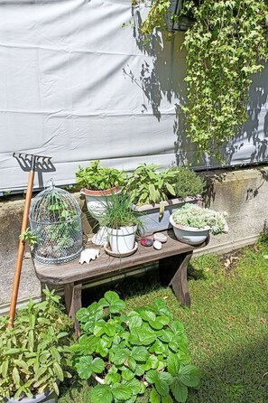 Plante, Botanique, Pot De Fleur, Plante D'Appartement, Terrestre Des Plantes, Couverture De Sol, Arbuste, Paysage, Mobilier De Jardin, Herbe