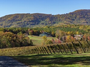 Cottages are located on the property adjacent to the Jones Von Drehle Vineyard.
