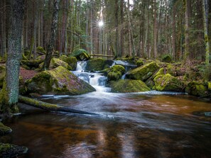 L'Eau, Plante, Paysage Naturel, Bois, Printemps, Biome, Terrestre Des Plantes, Riparienne, Herbe