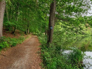 Water, Plant, Plant Community, Tree, Natural Landscape, Terrestrial Plant, Trunk, Wood, Grass