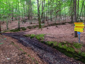 Plant, Green, Tree, Natural Landscape, Wood, Trunk, Terrestrial Plant, Grass, Groundcover, Deciduous