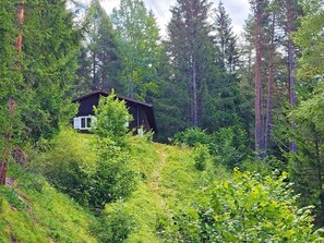 Plant, Window, Natural Landscape, Tree, Wood, Larch, House, Evergreen, Terrestrial Plant, Groundcover