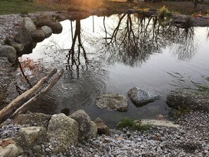 Water, Water Resources, Plant, Natural Environment, Natural Landscape, Wood, Vegetation, Sunlight, Grass, Watercourse