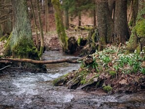 Pflanze, Wasser, Natürliche Landschaft, Holz, Ast, Baum, Zweig, Kofferraum, Terrestrische Plant