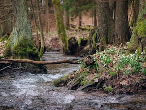 Pflanze, Wasser, Natürliche Landschaft, Holz, Ast, Baum, Zweig, Kofferraum, Terrestrische Plant