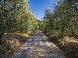 Plant, Sky, Leaf, Road Surface, Natural Landscape, Wood, Asphalt, Tree, Thoroughfare, Trunk