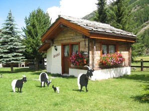 Plante, Propriété, Ciel, Fleur, Bâtiment, Arbre, Maison, Carnivore, Race De Chien