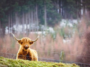 Plant, Bull, Wood, Grass, Natural Landscape, Fawn, Sky, Tree