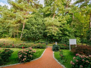 Flower, Plant, Leaf, Tree, Natural Landscape, Hedge, Shrub, Grass, Landscape, Groundcover