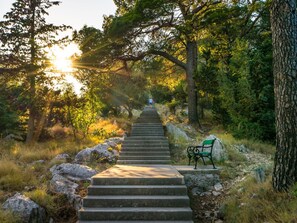 Leaf, Nature, Vegetation, Natural Landscape, Stairs, Landscape, Sunlight, Trunk, Walkway, Trail