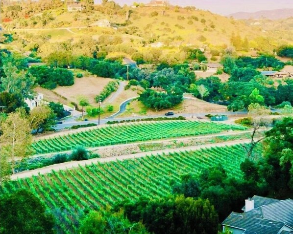 Winery Views