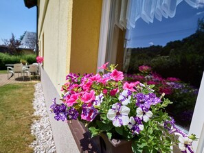 Blume, Pflanze, Eigentum, Blumentopf, Blütenblatt, Fenster, Lila, Zimmerpflanze, Rosa, Gebäude