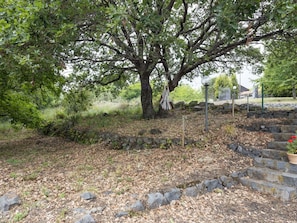 Pflanze, Blumentopf, Zimmerpflanze, Baum, Natürliche Landschaft, Grundstueck, Vegetation, Gras, Laub, Strassenbelag