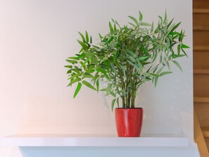 Plante, Pot De Fleur, Plante D'Appartement, Vase, Terrestre Des Plantes, Brindille, Bois, Herbe, Rectangle, Arbre