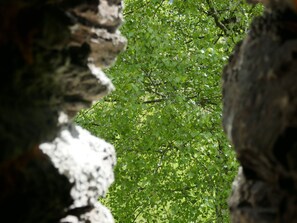 Pflanze, Botanik, Wasser, Blatt, Ast, Holz, Vegetation, Kofferraum, Skulptur, Bedrock