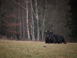 Fabriek, Boom, Natuurlijk Landschap, Bull, Gras, Weidende, Toeter, Hout