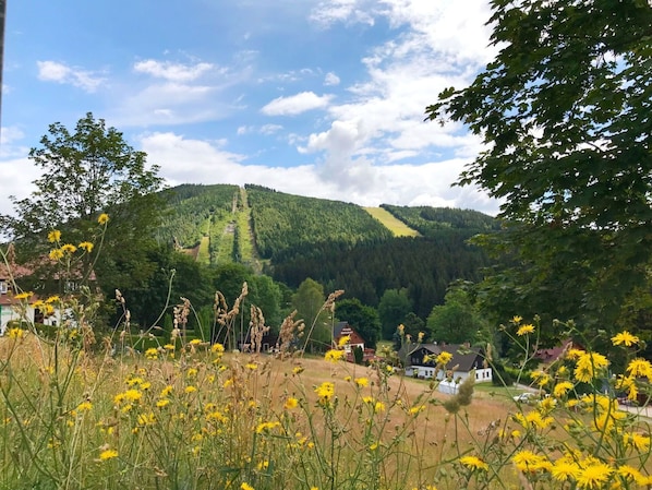 Fleur, Ciel, Plante, Nuage, Communauté Des Plantes, Écorégion, Paysage Naturel, Montagne, Lot Terre