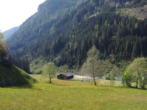 Plante, Montagne, Écorégion, Paysage Naturel, Environnement Naturel, Arbre, Pente, Montagnes, Mélèze, Lot Terre