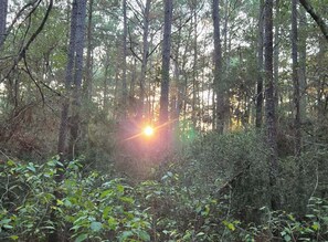Sun through the pines