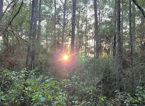 Sun through the pines