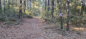 Old logging road