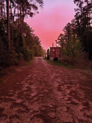Sunset amongst the pines