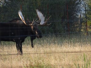 Resident moose that passes thru in fall months. Do not approach moose. 