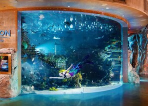Aquarium and mermaid watching