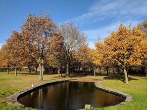 Our garden pond