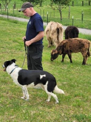 Animaux de compagnie acceptés