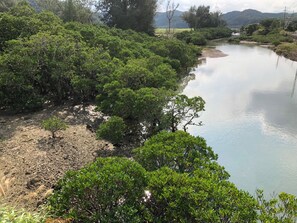Mangrove in front of the hotel