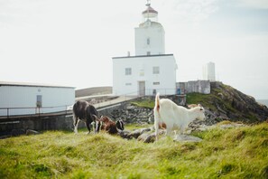 Om sommeren er geiter på sommerbeite hos oss!