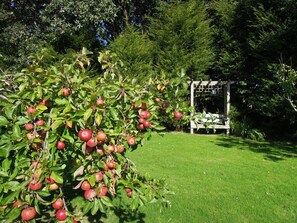 Apple tree in garden