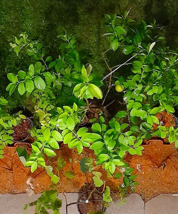 Garden view