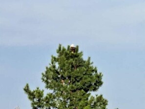 Eagle nest straight across the river