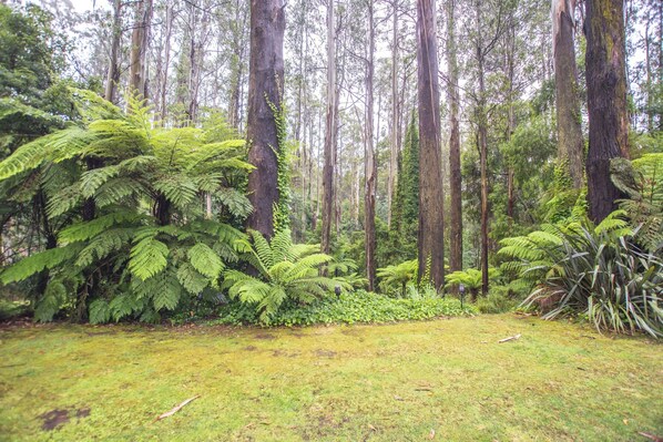 A rainforest oasis