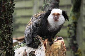 Hauseigener Zoo (inklusive)