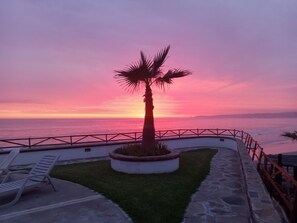 Palm tree at sunset