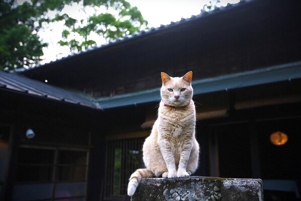 Cats sometimes come to visit. Cat lovers are welcome.