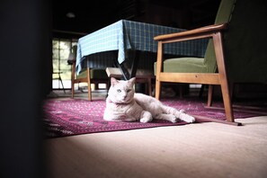 Sometimes a cat will come by.