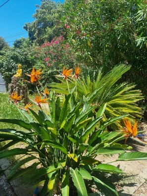 Jardin - Oiseau de paradis