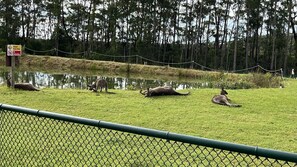 Water and wildlife views 