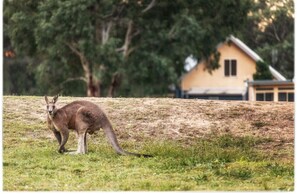 Wildlife abounds at Madigan