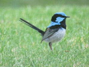 One of many feathered residents you'll see on your stay