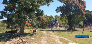 Farm
